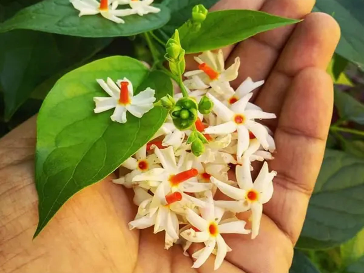 Parijat Plant: આ દિવસે ઘરમાં વાવો પારિજાતનો છોડ, ફુલની સાથે માતા લક્ષ્મી પણ ઘરમાં પધરામણી કરશે Parijat Plant: આ દિવસે ઘરમાં વાવો પારિજાતનો છોડ, ફુલની સાથે માતા લક્ષ્મી પણ ઘરમાં પધરામણી કરશે