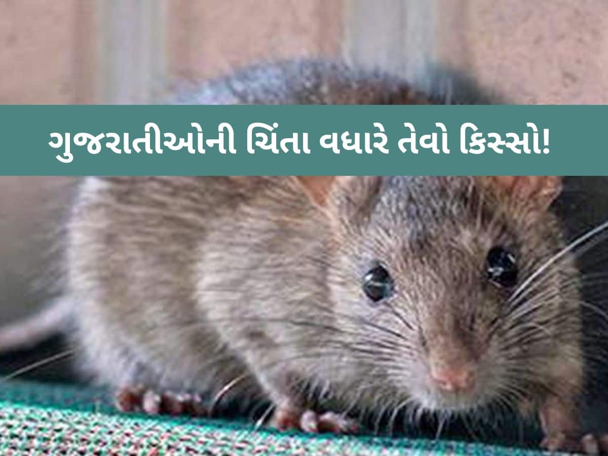 અહો આશ્ચર્યમ્! ગુજરાતમાં ઉંદર કરડવાથી યુવાનનું મોત, પરિવારમાં મચ્યો કોહરામ, જાણો અજીબ કિસ્સો!