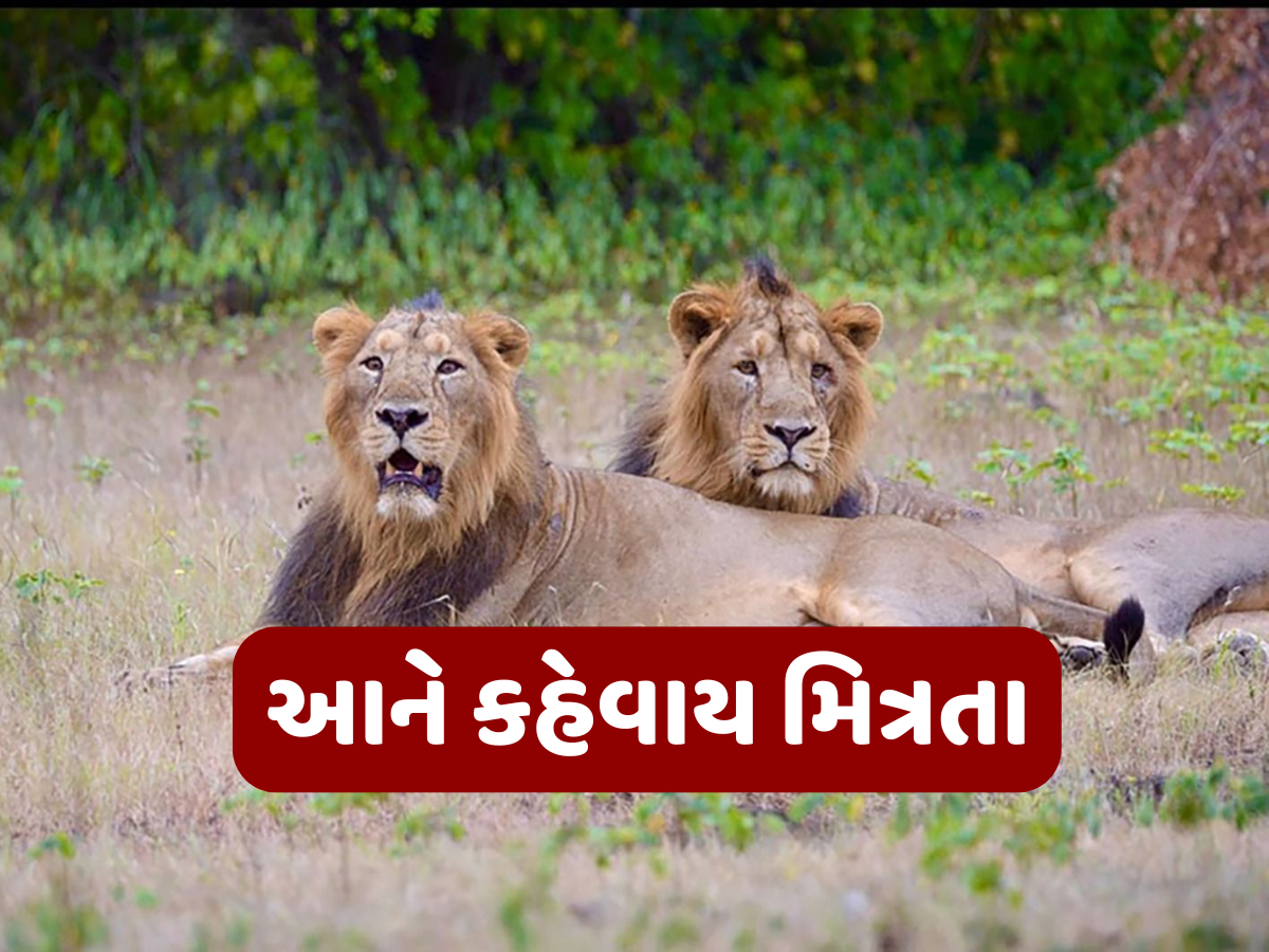 વીરુથી વિખૂટા પડેલા જયને પણ બચાવી શકાયો નહીં, હવે ગિરના જંગલમાં નહીં જોવા મળે પ્રસિદ્ધ સિંહની જોડી વીરુથી વિખૂટા પડેલા જયને પણ બચાવી શકાયો નહીં, હવે ગિરના જંગલમાં નહીં જોવા મળે પ્રસિદ્ધ સિંહની જોડી