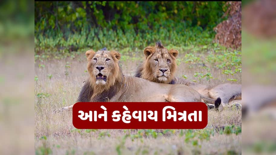 વીરુથી વિખૂટા પડેલા જયને પણ બચાવી શકાયો નહીં, હવે ગિરના જંગલમાં નહીં જોવા મળે પ્રસિદ્ધ સિંહની જોડી