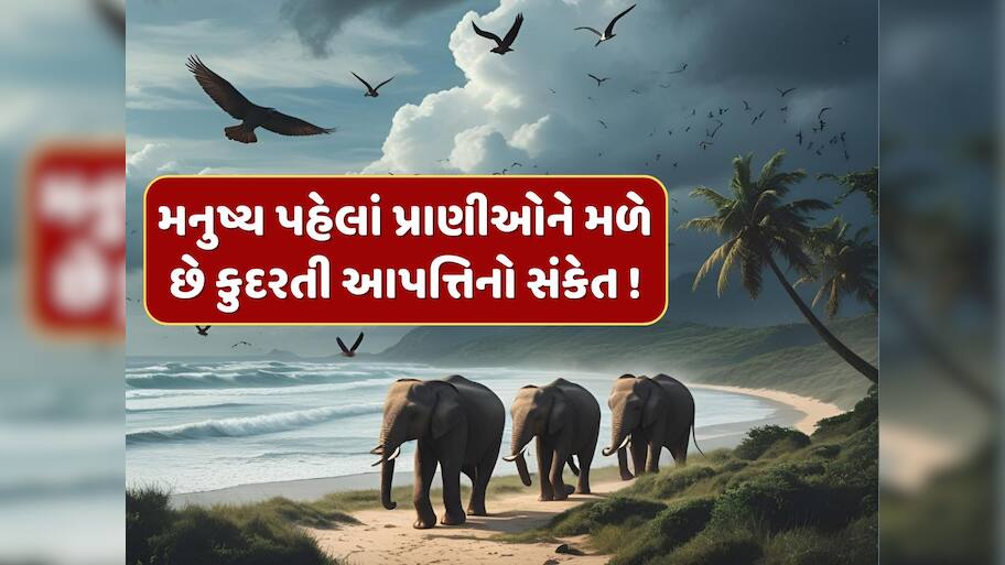 સુનામી કે ભૂકંપ પહેલા પ્રાણીઓ બેચેન કેમ થઈ જાય છે ? રહસ્ય જાણીને ચોંકી જશો