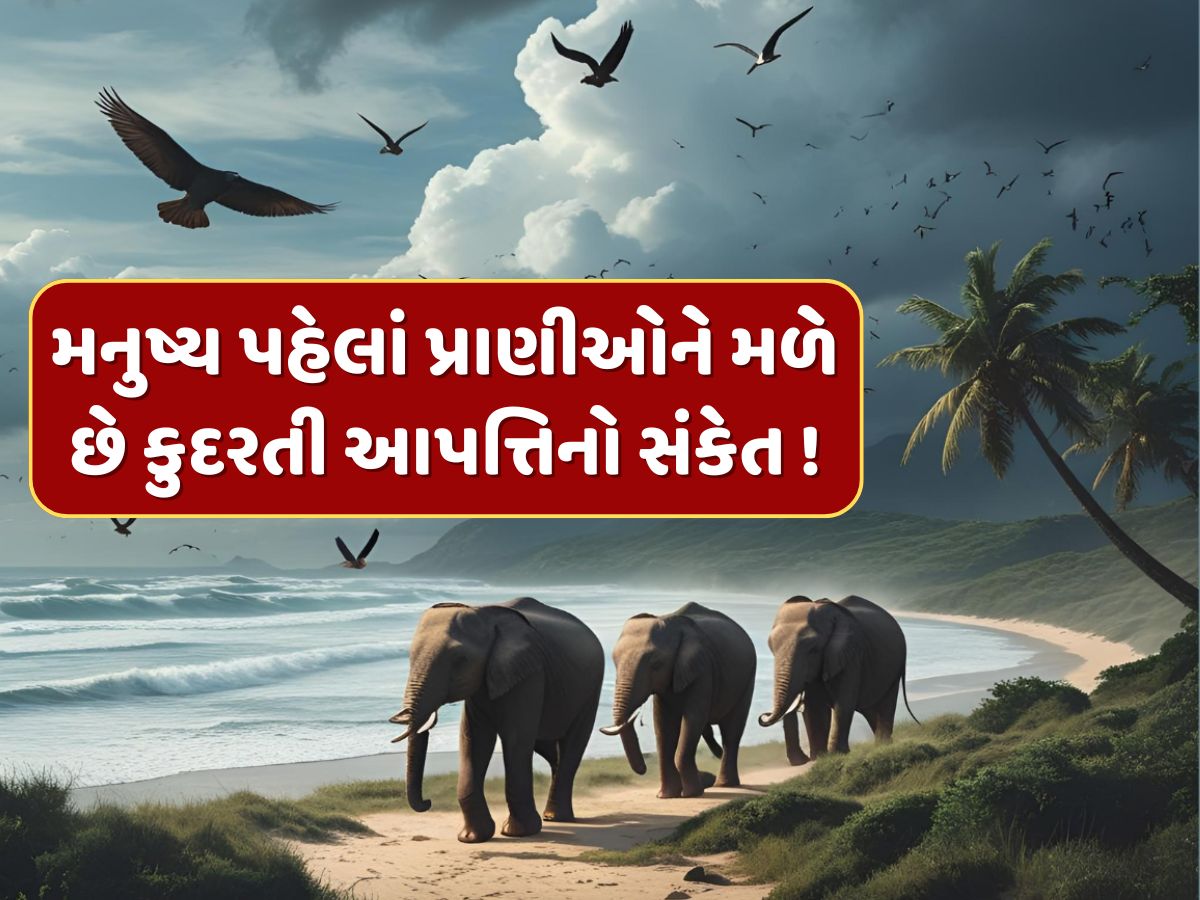 સુનામી કે ભૂકંપ પહેલા પ્રાણીઓ બેચેન કેમ થઈ જાય છે ? રહસ્ય જાણીને ચોંકી જશો સુનામી કે ભૂકંપ પહેલા પ્રાણીઓ બેચેન કેમ થઈ જાય છે ? રહસ્ય જાણીને ચોંકી જશો