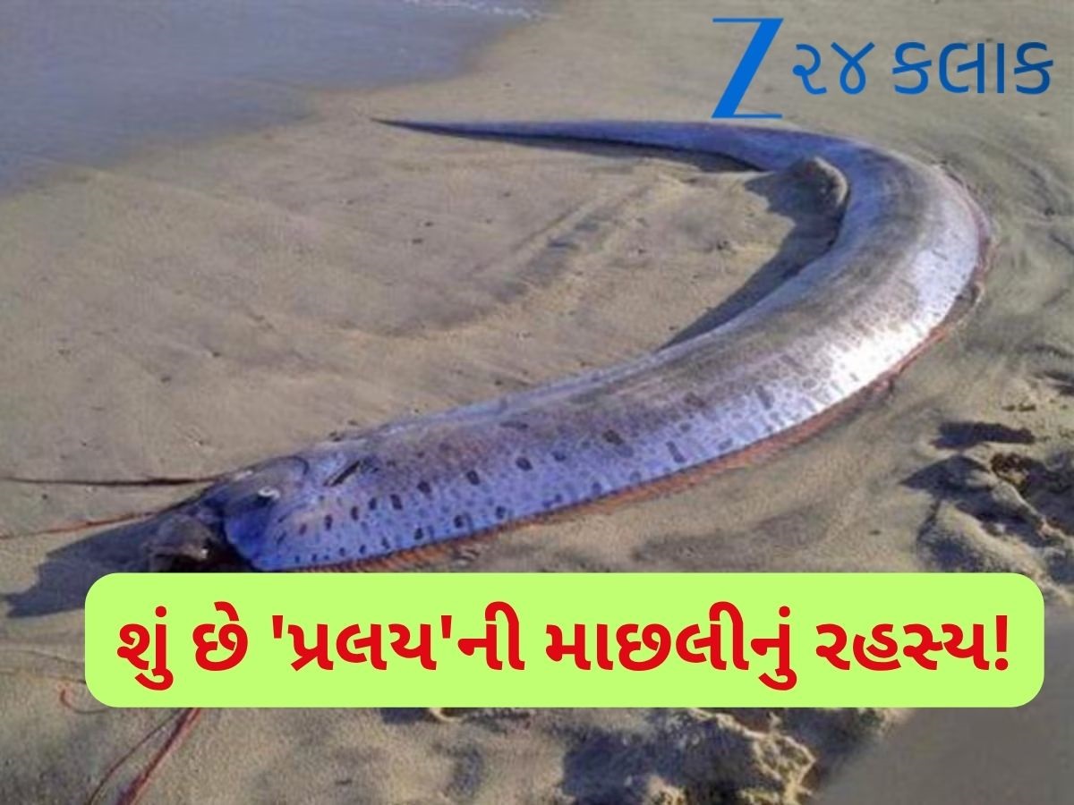 આ માછલીએ પહેલા જ આપી દીધી હતી સુનામીની ચેતવણી? ત્રણ મહિનામાં 4 વખત જોવા મળી આ માછલીએ પહેલા જ આપી દીધી હતી સુનામીની ચેતવણી? ત્રણ મહિનામાં 4 વખત જોવા મળી