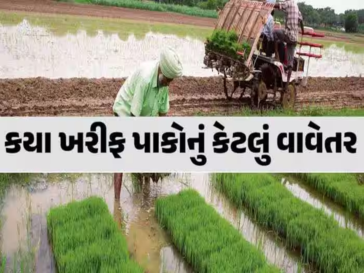 ગુજરાતમાં આ વર્ષે ખરીફ પાકોનું પુષ્કળ વાવેતર, જાણો કપાસ-મગફળી સહિત કયા પાકોનું કેટલું કરાયું છે વાવેતર? ગુજરાતમાં આ વર્ષે ખરીફ પાકોનું પુષ્કળ વાવેતર, જાણો કપાસ-મગફળી સહિત કયા પાકોનું કેટલું કરાયું છે વાવેતર?