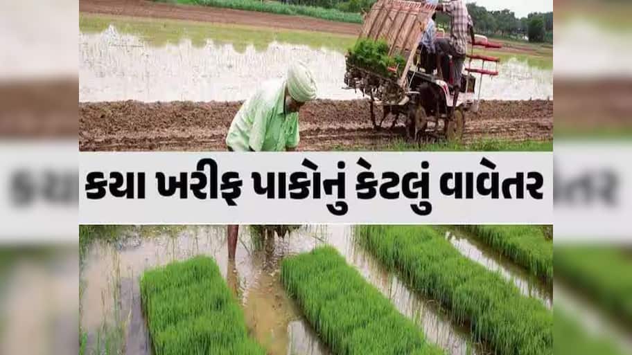 ગુજરાતમાં આ વર્ષે ખરીફ પાકોનું પુષ્કળ વાવેતર, જાણો કપાસ-મગફળી સહિત કયા પાકોનું કેટલું કરાયું છે વાવેતર?