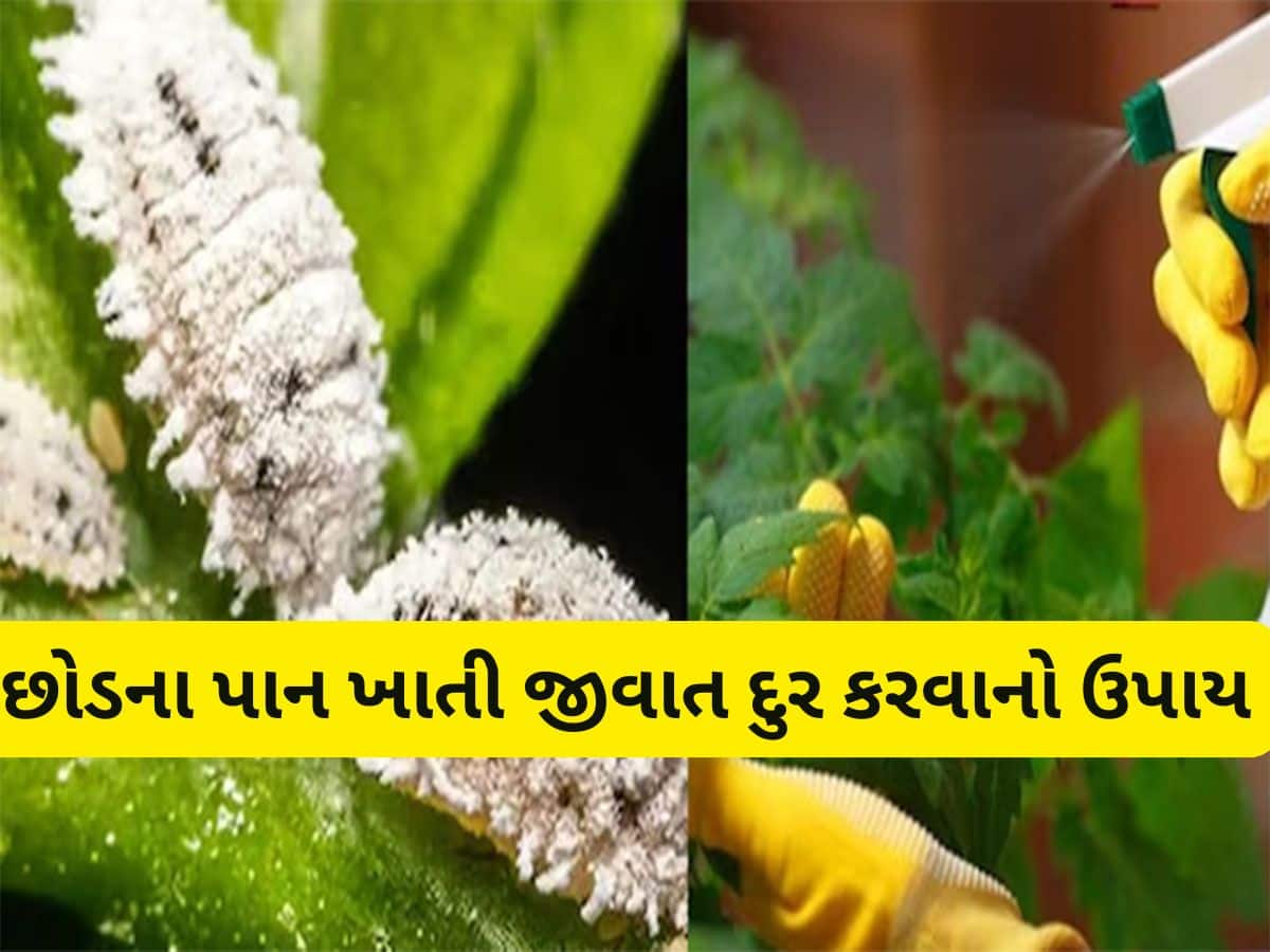 Gardening Tips: છોડના પાનને ખાઈ જતી જીવાત દુર કરવાના 5 દેશી ઈલાજ, ચોમાસામાં છોડ રહેશે લીલાછમ