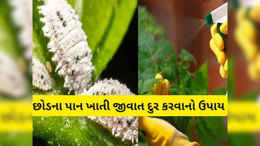 Gardening Tips: છોડના પાનને ખાઈ જતી જીવાત દુર કરવાના 5 દેશી ઈલાજ, ચોમાસામાં છોડ રહેશે લીલાછમ