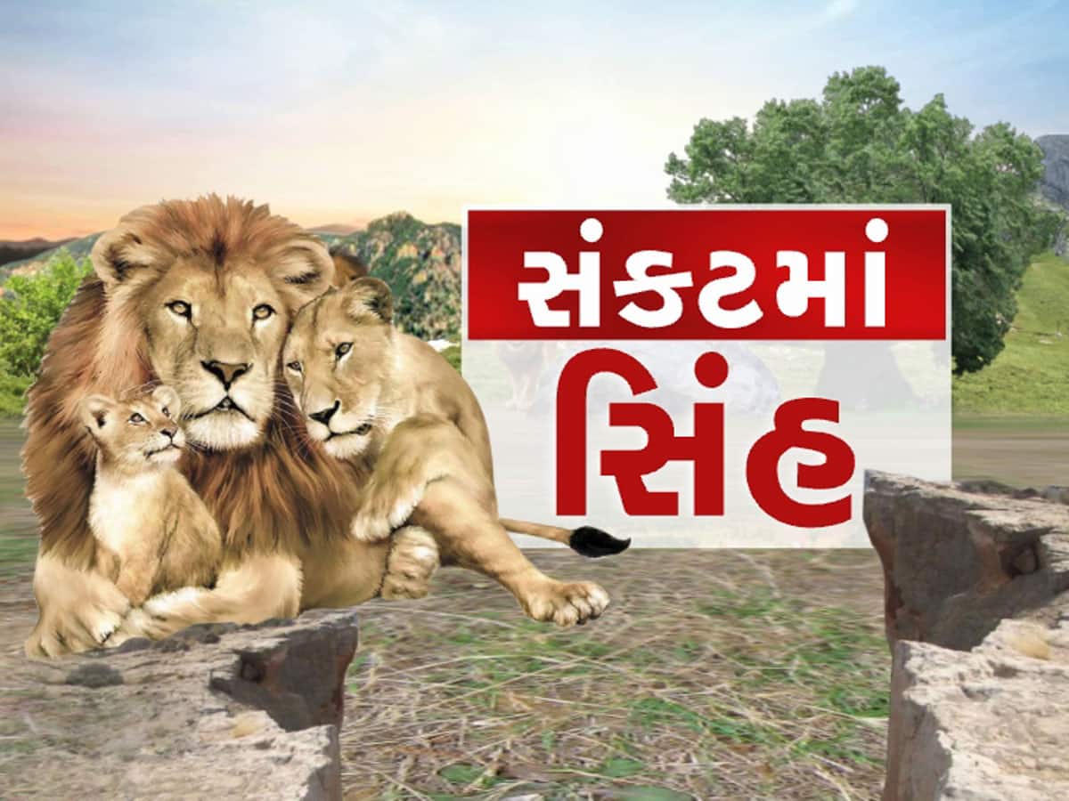 ગુજરાતના સાવજો પર મોટું સંકટ, ભેદી રોગના ઝપેટમાં આવ્યા, દોઢ મહિનામાં 8 ના મોત 