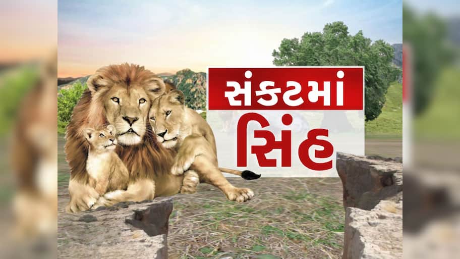 ગુજરાતના સાવજો પર મોટું સંકટ, ભેદી રોગના ઝપેટમાં આવ્યા, દોઢ મહિનામાં 8 ના મોત 