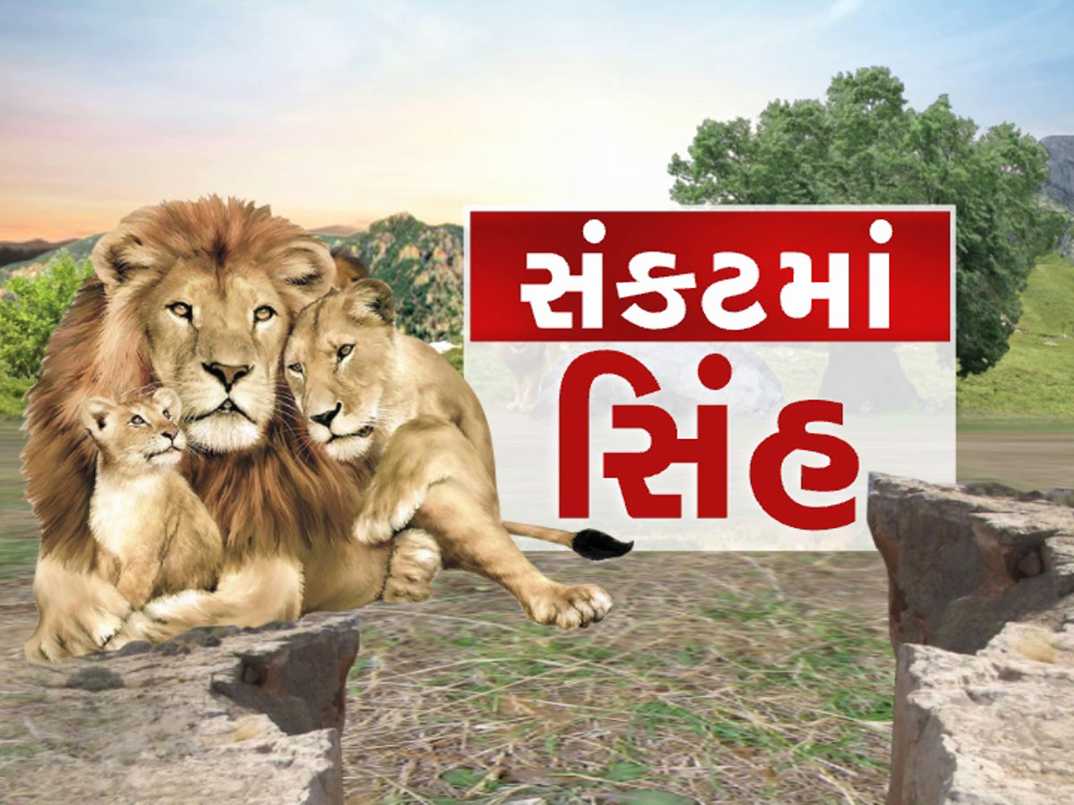 ગુજરાતના સાવજો પર મોટું સંકટ, ભેદી રોગના ઝપેટમાં આવ્યા, દોઢ મહિનામાં 8 ના મોત ગુજરાતના સાવજો પર મોટું સંકટ, ભેદી રોગના ઝપેટમાં આવ્યા, દોઢ મહિનામાં 8 ના મોત