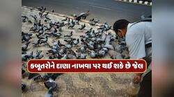 કબૂતરોને દાણા નાખવા પર થઈ શકે છે જેલ, કોર્ટનો કડક નિર્ણય