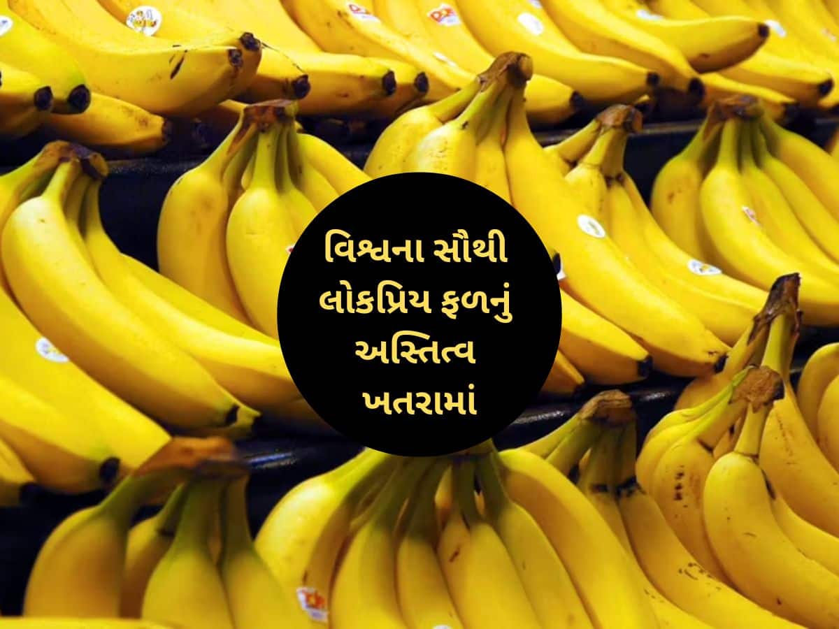 શું ખરેખર કેળા દુનિયામાંથી ગાયબ થઈ જશે? કેળાના અસ્તિત્વને લઈને આવ્યા ચોંકાવનારા સમાચાર