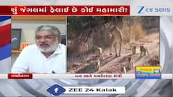 death of 8 lion cub in just one and a half months created a stir