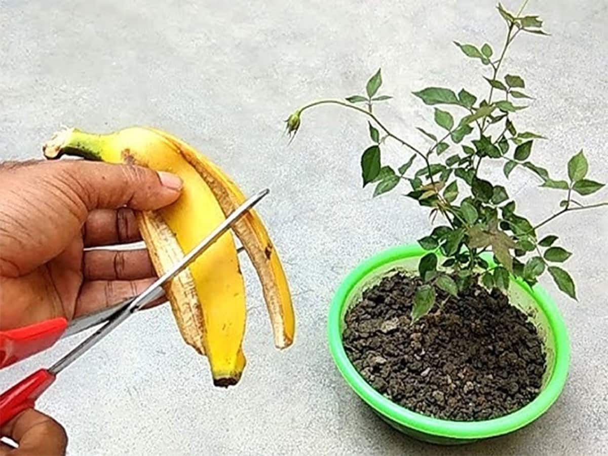 Curry Leaves: મીઠા લીમડાનો ગ્રોથ ઝડપથી અને સારો થાય તે માટે માટીમાં મિક્સ કરો આ નેચરલ ખાતર