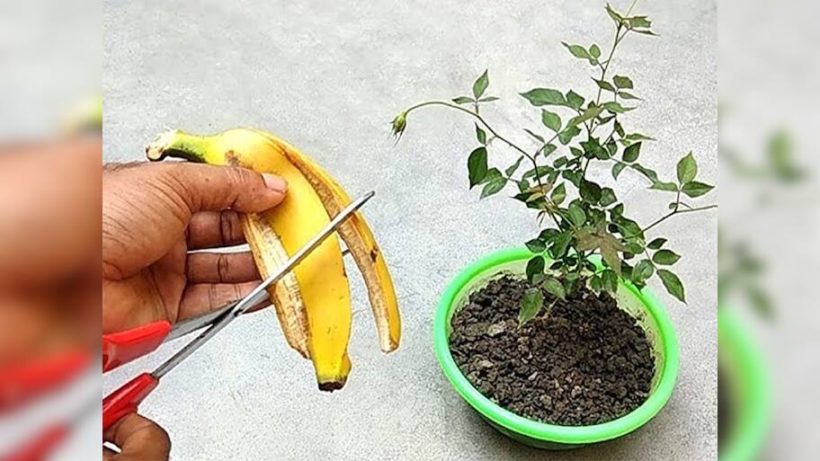 Curry Leaves: મીઠા લીમડાનો ગ્રોથ ઝડપથી અને સારો થાય તે માટે માટીમાં મિક્સ કરો આ નેચરલ ખાતર