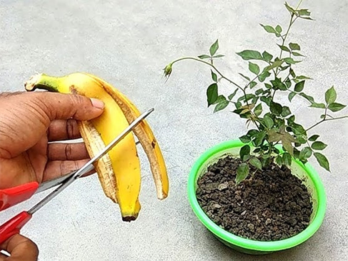 Curry Leaves: મીઠા લીમડાનો ગ્રોથ ઝડપથી અને સારો થાય તે માટે માટીમાં મિક્સ કરો આ નેચરલ ખાતર Curry Leaves: મીઠા લીમડાનો ગ્રોથ ઝડપથી અને સારો થાય તે માટે માટીમાં મિક્સ કરો આ નેચરલ ખાતર