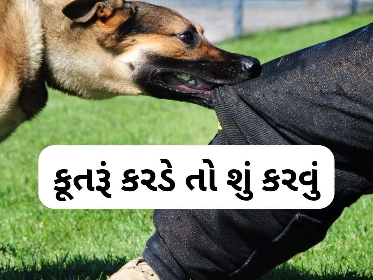  કૂતરૂં કરડે તો 20 મિનિટ સુધી કરો આ કામ,  99% ઘટી જશે ચેપનું જોખમ