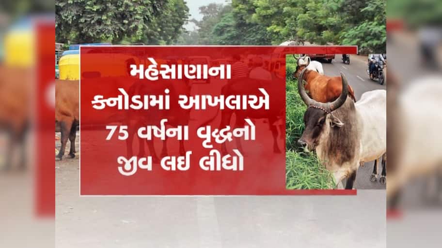 રાજ્યમાં રખડતાં ઢોરનો ત્રાસ યથાવત, મહેસાણામાં આખલાએ એક વૃદ્ધનો લીધો ભોગ