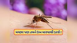 જો મચ્છર કરડશે તો પોતે જ મરી જશે! વૈજ્ઞાનિકોએ શોધી કાઢી એક એવી ટેકનોલોજી જેનાથી ગાયબ