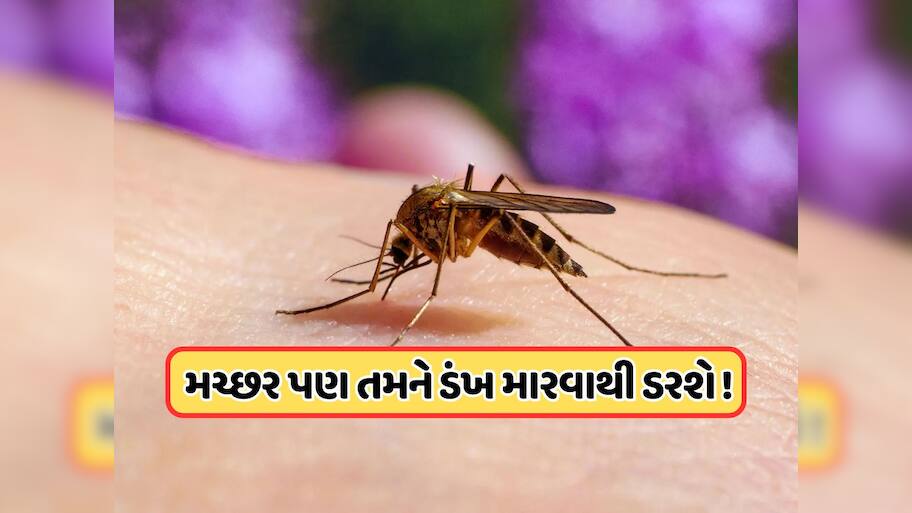 જો મચ્છર કરડશે તો પોતે જ મરી જશે! વૈજ્ઞાનિકોએ શોધી કાઢી એક એવી ટેકનોલોજી જેનાથી ગાયબ થઈ જશે મચ્છર