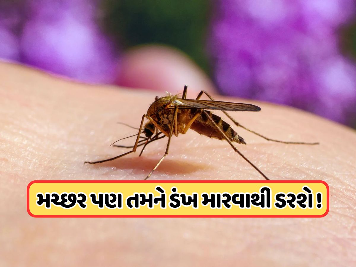 જો મચ્છર કરડશે તો પોતે જ મરી જશે! વૈજ્ઞાનિકોએ શોધી કાઢી એક એવી ટેકનોલોજી જેનાથી ગાયબ થઈ જશે મચ્છર જો મચ્છર કરડશે તો પોતે જ મરી જશે! વૈજ્ઞાનિકોએ શોધી કાઢી એક એવી ટેકનોલોજી જેનાથી ગાયબ થઈ જશે મચ્છર