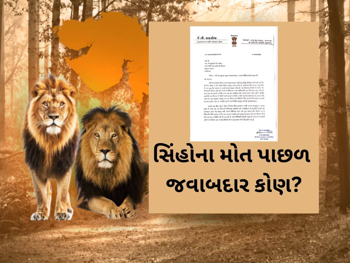 ગીરમાં મોતનો વાયરસ ફેલાયો? સિંહોના મોત બાદ વધુ એક ધારાસભ્યનો પત્ર, ગાંધીનગરથી દોડતી આવી ટીમ