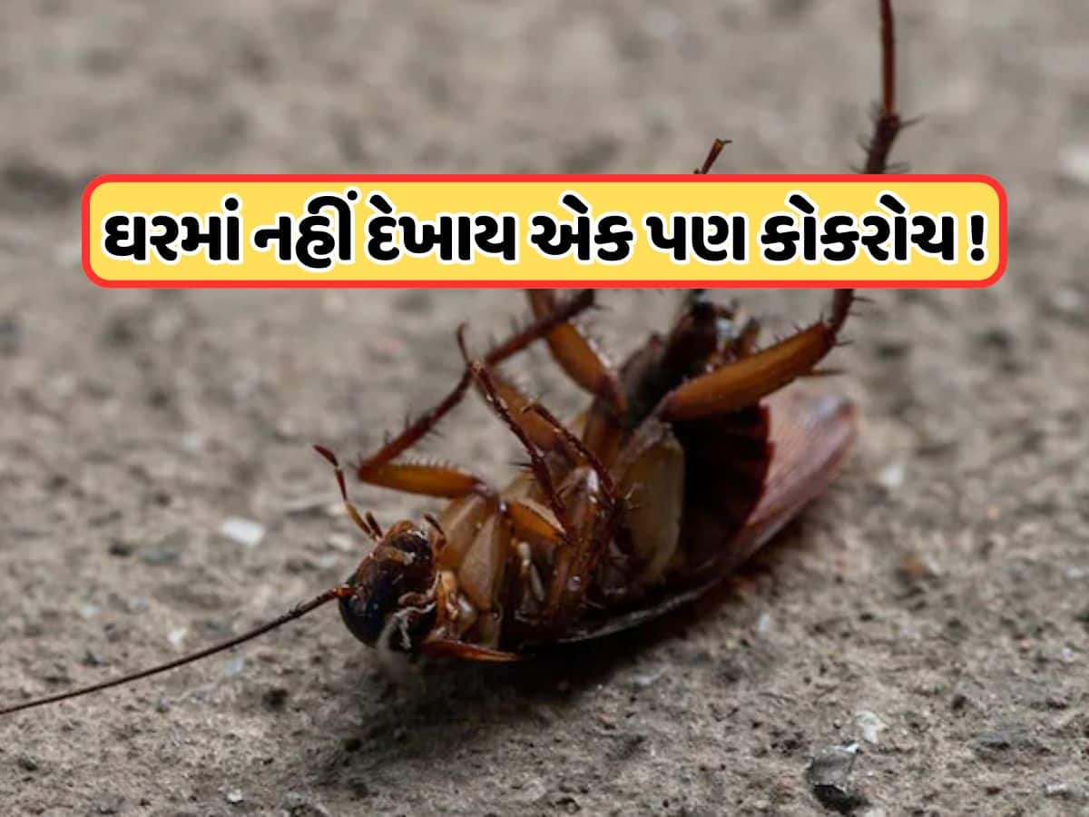 કોકરોચને ખતમ કરી દેશે આ ઘરેલું ઉપાય, એક જ વારમાં ઘરમાંથી વંદા થઈ જશે સાફ !