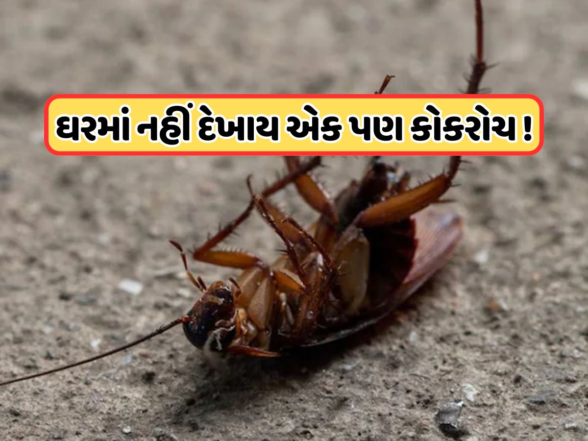 કોકરોચને ખતમ કરી દેશે આ ઘરેલું ઉપાય, એક જ વારમાં ઘરમાંથી વંદા થઈ જશે સાફ ! કોકરોચને ખતમ કરી દેશે આ ઘરેલું ઉપાય, એક જ વારમાં ઘરમાંથી વંદા થઈ જશે સાફ !