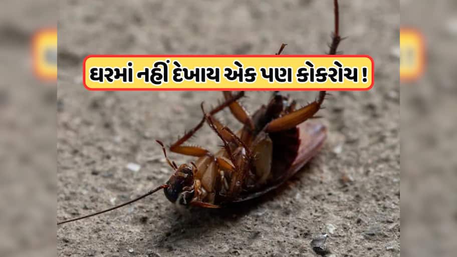 કોકરોચને ખતમ કરી દેશે આ ઘરેલું ઉપાય, એક જ વારમાં ઘરમાંથી વંદા થઈ જશે સાફ !