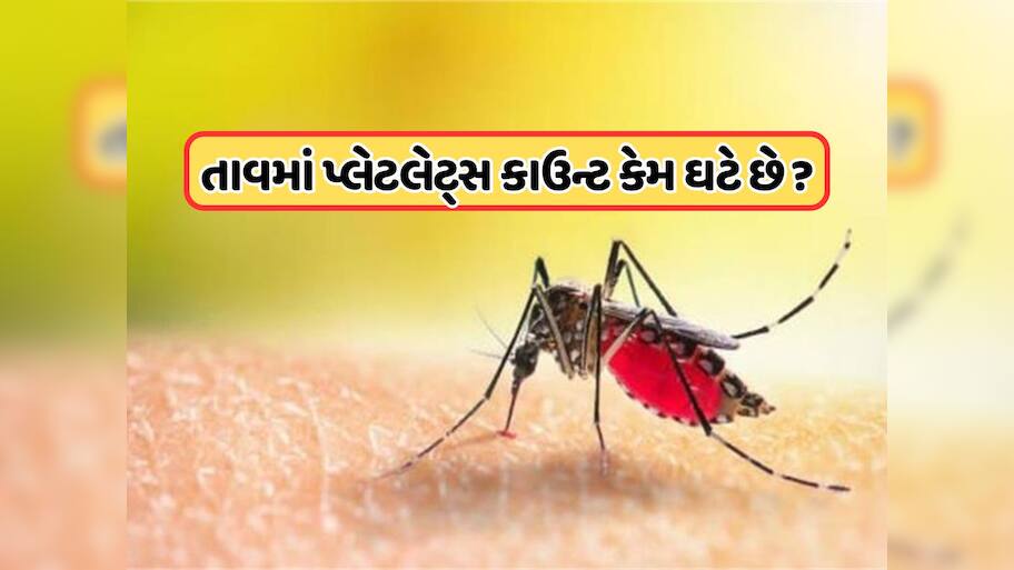 ડેન્ગ્યુ તાવમાં પ્લેટલેટ્સ કેમ ઘટે છે?  જાણો તેની પાછળનું કારણ શું છે ?