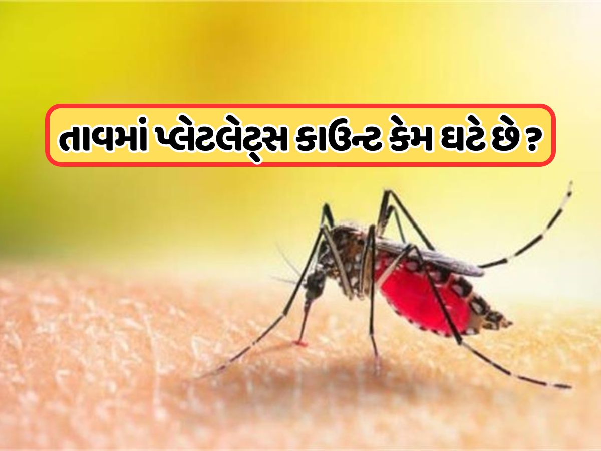 ડેન્ગ્યુ તાવમાં પ્લેટલેટ્સ કેમ ઘટે છે? જાણો તેની પાછળનું કારણ શું છે ? ડેન્ગ્યુ તાવમાં પ્લેટલેટ્સ કેમ ઘટે છે? જાણો તેની પાછળનું કારણ શું છે ?