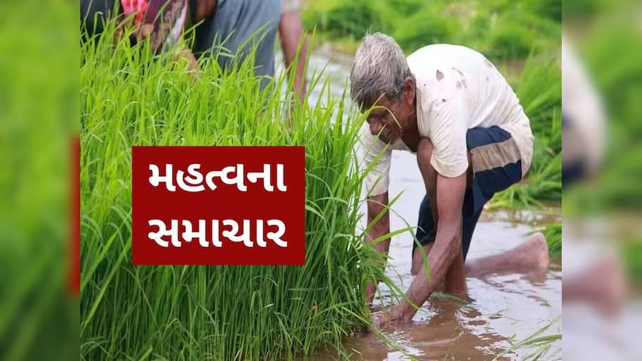 ગુજરાતના ખેડૂતો માટે શરૂ કરાયો હેલ્પલાઈન નંબર, ખાતર મુદ્દે કોઈ પણ સમસ્યા હોય તો આ નંબર પર સંપર્ક કરો 