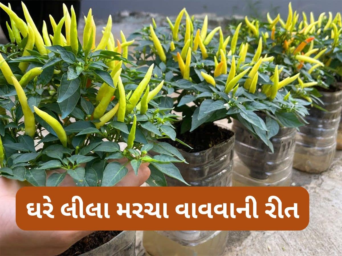 Gardening Tips: કુંડામાં લીલા મરચા વાવવાની રીત, માટીમાં આ વસ્તુ મિક્સ કરી દેશો તો ઝડપથી ઉગવા લાગશે મરચા