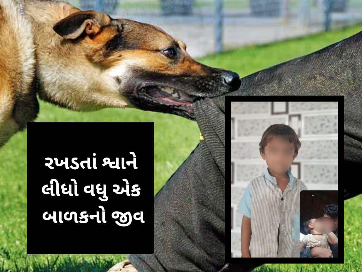 મામાની ઘરે આવેલ ભાણિયાને રખડતા કૂતરાઓએ ફાડી ખાધો, છોટાઉદેપુરમાં શ્વાનનો આતંક
