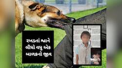 મામાની ઘરે આવેલ ભાણિયાને રખડતા કૂતરાઓએ ફાડી ખાધો, છોટાઉદેપુરમાં શ્વાનનો આતંક