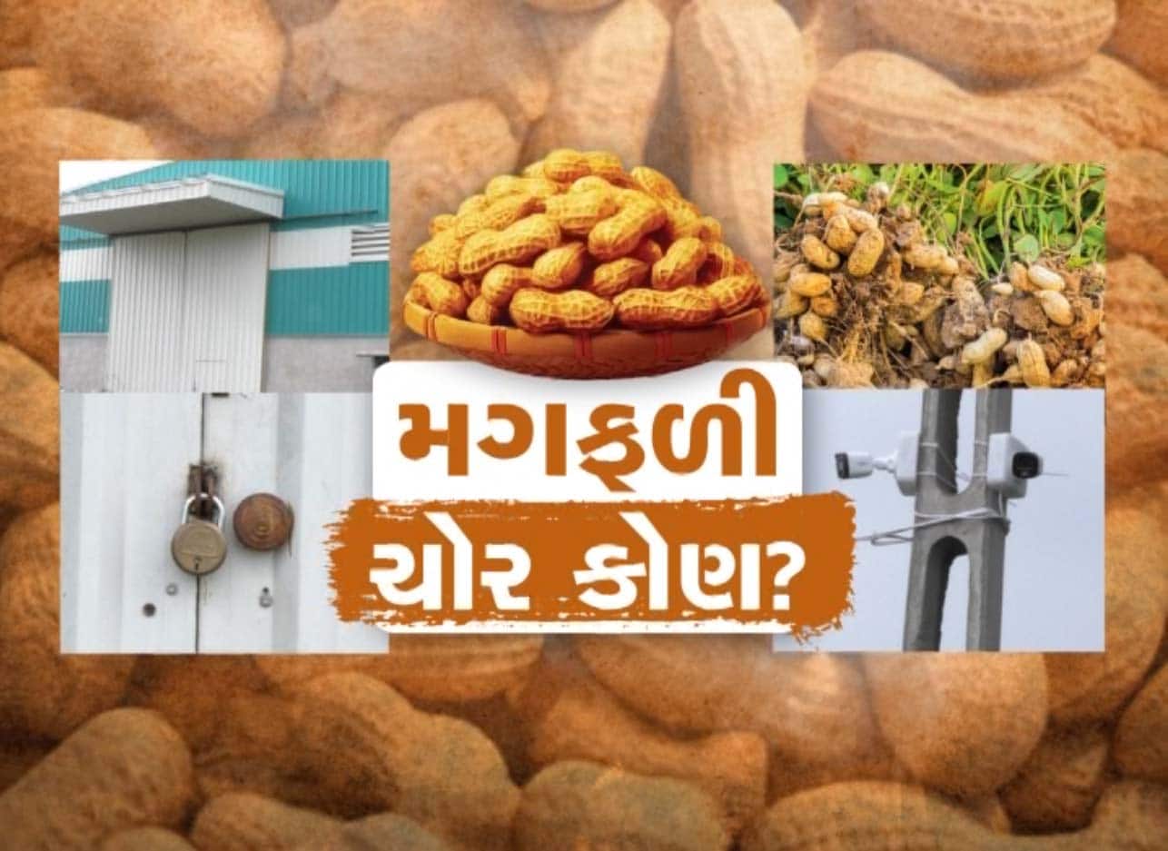 મગફળીની ચોરી બાદ રાજકારણ ગરમાયું! નાફેડે કહ્યું; CWC જવાબદાર, તેમાં સરકારને કોઈ નુકસાન નથી! મગફળીની ચોરી બાદ રાજકારણ ગરમાયું! નાફેડે કહ્યું; CWC જવાબદાર, તેમાં સરકારને કોઈ નુકસાન નથી!