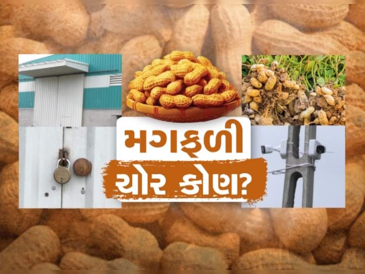 મગફળીની ચોરી બાદ રાજકારણ ગરમાયું! નાફેડે કહ્યું; CWC જવાબદાર, તેમાં સરકારને કોઈ નુકસાન નથી!