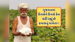 ગુજરાતના સૌથી મોટા પાક કપાસથી ખેડૂતોનો મોહભંગ, જાણો કેમ ઘટી રહી છે સફેદ સોનાની ખેતી