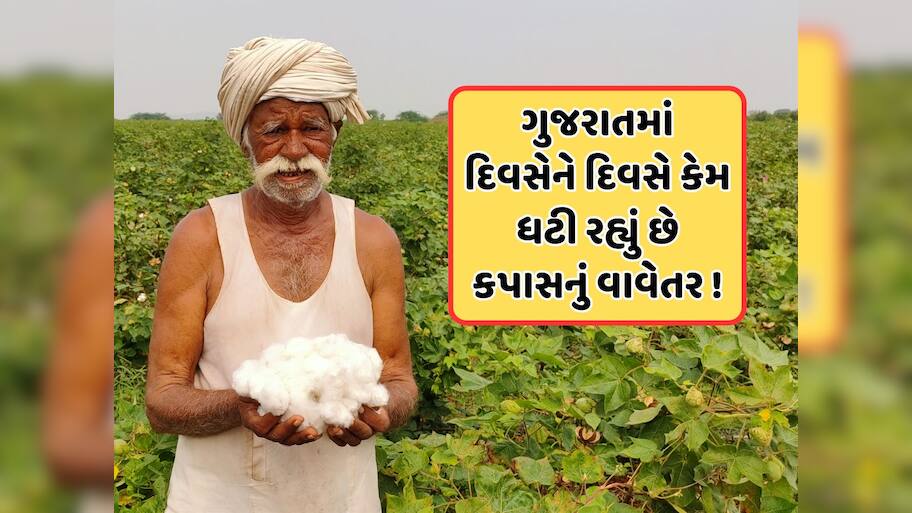 ગુજરાતના સૌથી મોટા પાક કપાસથી ખેડૂતોનો મોહભંગ, જાણો કેમ ઘટી રહી છે સફેદ સોનાની ખેતી
