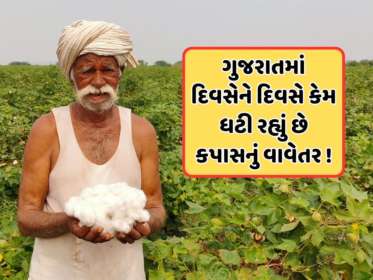 ગુજરાતના સૌથી મોટા પાક કપાસથી ખેડૂતોનો મોહભંગ, જાણો કેમ ઘટી રહી છે સફેદ સોનાની ખેતી ગુજરાતના સૌથી મોટા પાક કપાસથી ખેડૂતોનો મોહભંગ, જાણો કેમ ઘટી રહી છે સફેદ સોનાની ખેતી