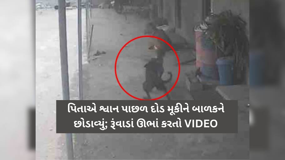 રૂંવાડાં ઊભા કરતો Live Video: ગલૂડિયાની માફક બાળકને જડબામાં ઉઠાવીને શ્વાન ભાગ્યું, પિતાએ માંડમાંડ બચાવ્યો!