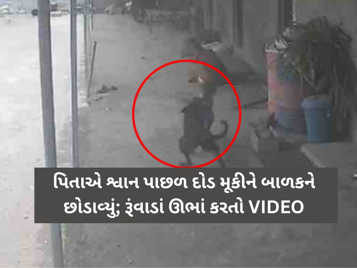 રૂંવાડાં ઊભા કરતો Live Video: ગલૂડિયાની માફક બાળકને જડબામાં ઉઠાવીને શ્વાન ભાગ્યું, પિતાએ માંડમાંડ બચાવ્યો! રૂંવાડાં ઊભા કરતો Live Video: ગલૂડિયાની માફક બાળકને જડબામાં ઉઠાવીને શ્વાન ભાગ્યું, પિતાએ માંડમાંડ બચાવ્યો!