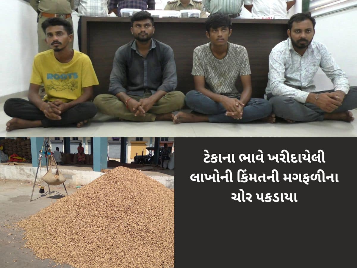 ચોકીદાર જ ચોર નીકળ્યો, 31,64,956 લાખ રૂપિયાની 1212 બોરીઓ મગફળી ચોરીનો ભેદ ઉકેલાયો 