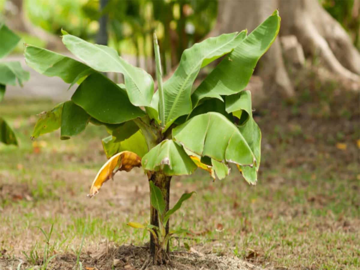 Banana Tree: વરસાદી વાતાવરણ છે ત્યાં સુધીમાં વાવી દો કેળનો છોડ, શિયાળો શરુ થાશે ત્યાં તો કેળા આવવા પણ લાગશે