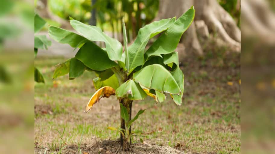 Banana Tree: વરસાદી વાતાવરણ છે ત્યાં સુધીમાં વાવી દો કેળનો છોડ, શિયાળો શરુ થાશે ત્યાં તો કેળા આવવા પણ લાગશે
