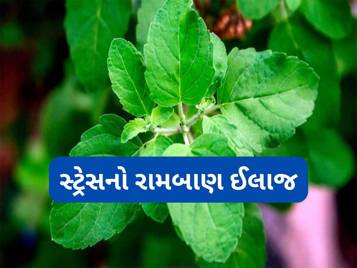 Health Tips: એન્ઝાઈટી અને સ્ટ્રેસનો સૌથી અસરદાર દેશી ઈલાજ, આ લીલા પાન ચાવવાથી મન તુરંત શાંત થશે