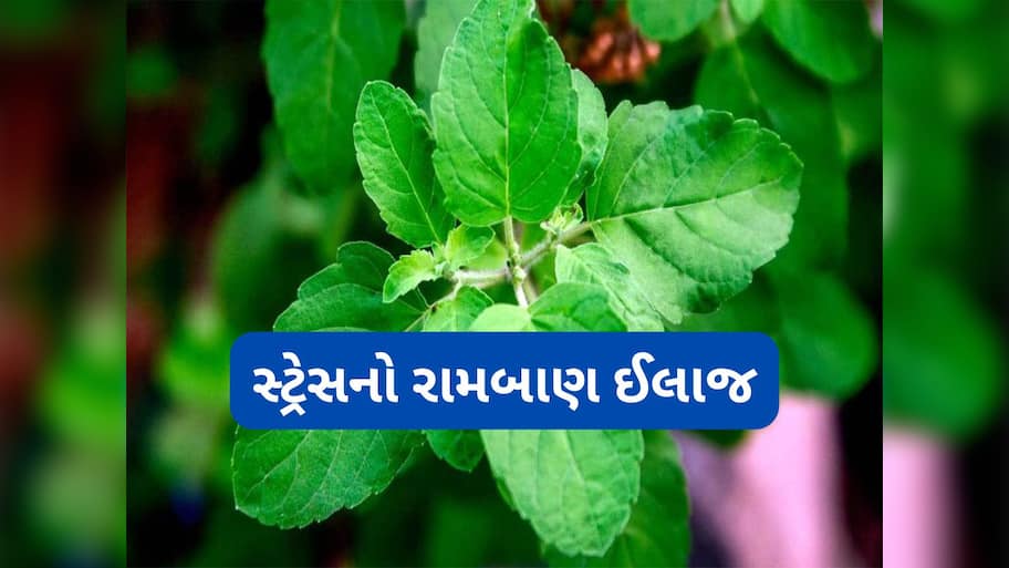Health Tips: એન્ઝાઈટી અને સ્ટ્રેસનો સૌથી અસરદાર દેશી ઈલાજ, આ લીલા પાન ચાવવાથી મન તુરંત શાંત થશે