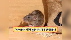 લો બોલો ! ઉંદરોથી પરેશાન થયું અમેરિકાનું આ શહેર... ઓપરેશનમાં લગાવ્યા 70 ઇન્સ્પેક્ટર!