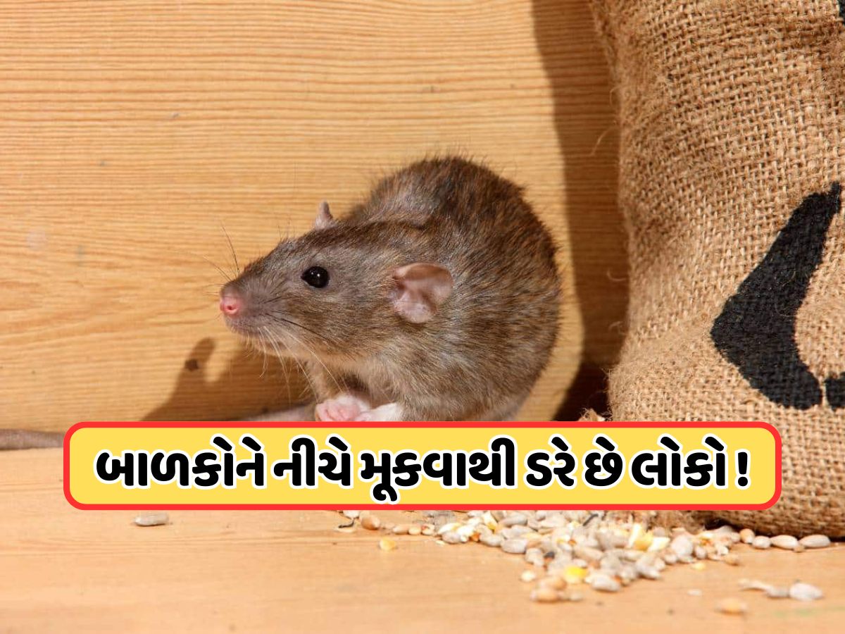 લો બોલો ! ઉંદરોથી પરેશાન થયું અમેરિકાનું આ શહેર... સ્પેશલ ઓપરેશનમાં લગાવ્યા 70 ઇન્સ્પેક્ટર! લો બોલો ! ઉંદરોથી પરેશાન થયું અમેરિકાનું આ શહેર... સ્પેશલ ઓપરેશનમાં લગાવ્યા 70 ઇન્સ્પેક્ટર!