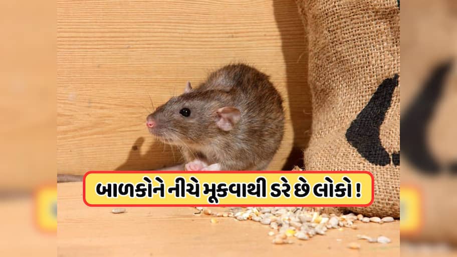 લો બોલો ! ઉંદરોથી પરેશાન થયું અમેરિકાનું આ શહેર... સ્પેશલ ઓપરેશનમાં લગાવ્યા 70 ઇન્સ્પેક્ટર!